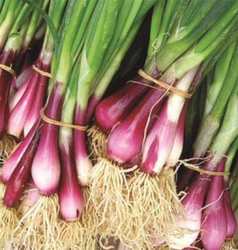 Combo 2 gói Hạt giống hành gốc tím F1 -gói 2gram/tặng kèm gói phân bón lót