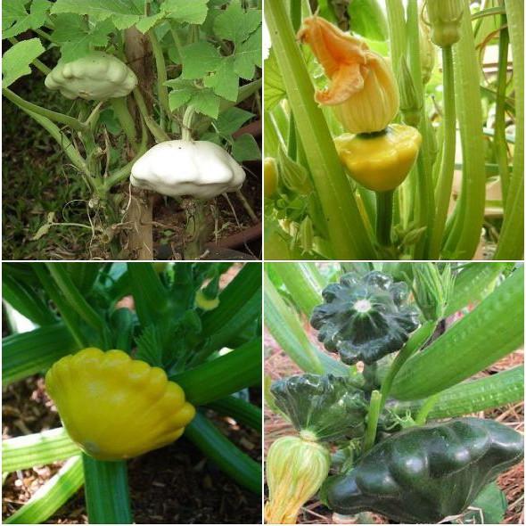 Hạt Giống Bí Đĩa Bay Mix Màu - 10 Hạt - tặng 3 viên nén ươm hạt