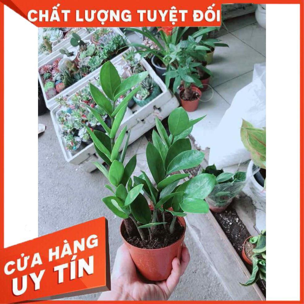 Chậu Kim Tiền Thái Nhiều Người Mua