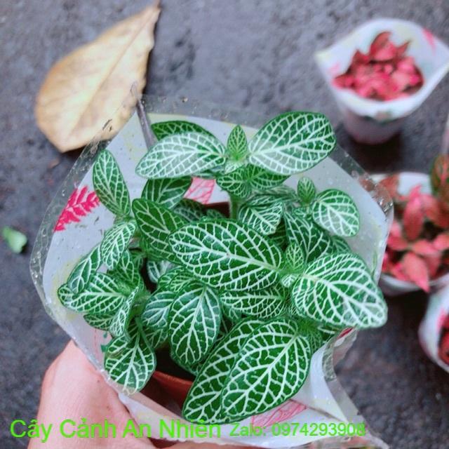 Cẩm Nhung  xanh lá nhạt