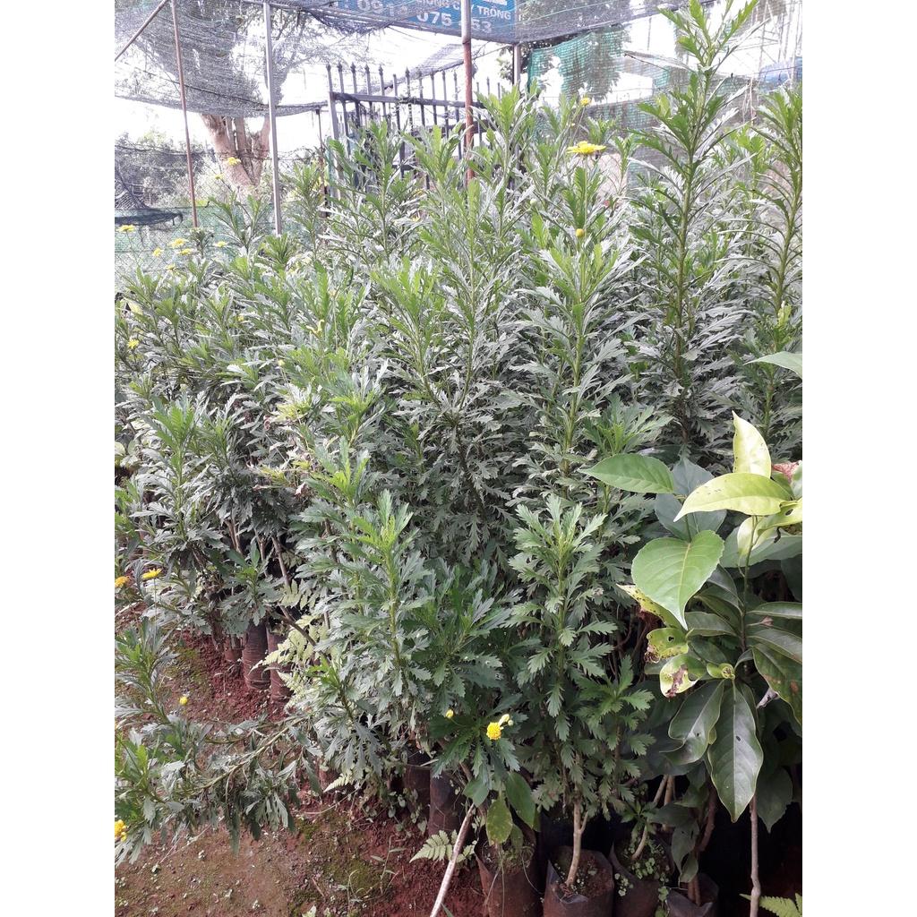 CÂY GIỐNG HOA CÚC THÂN GỖ CAO 1M NHƯ HÌNH