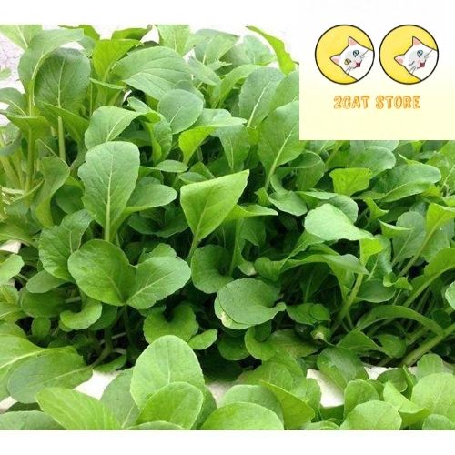 Hạt giống Cải ngọt bông ăn non, 20gr, cải ngồng ăn non, thu hoạch sau 15 ngày