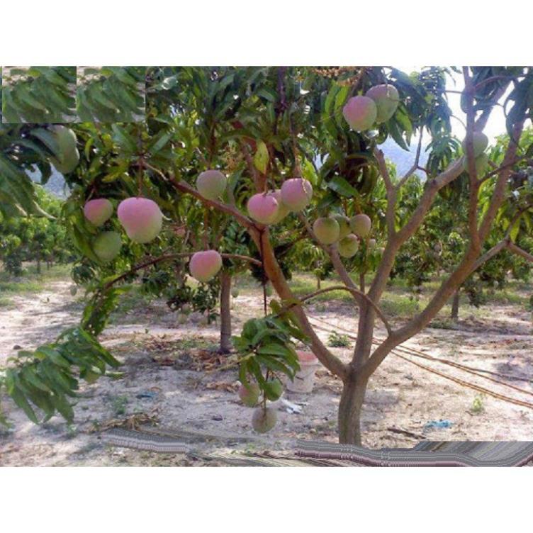 Sản phẩm cây giống XOÀI ÚC - Giống chuẩn F1 - Siêu sai quả ngon, ngọt