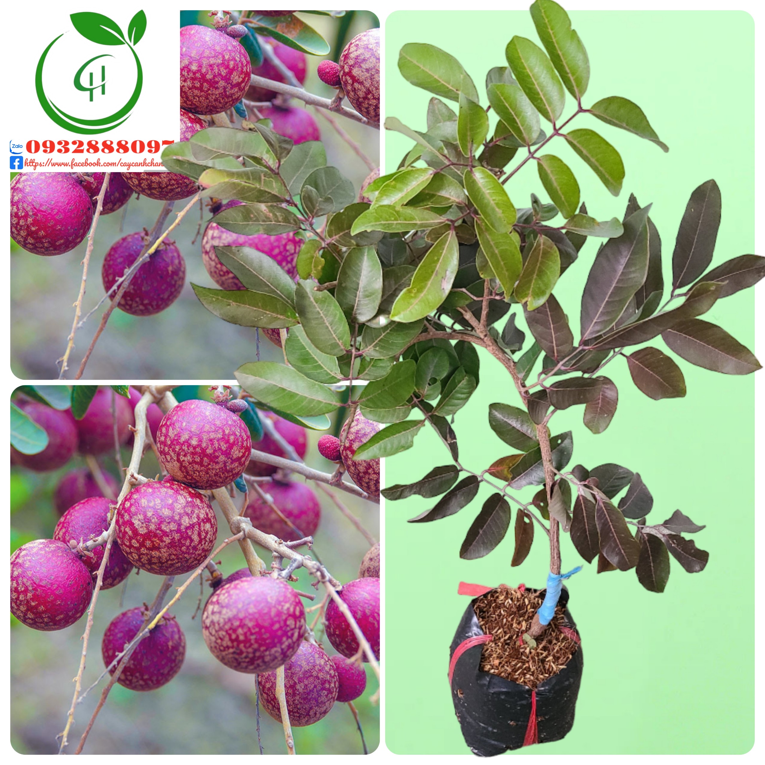 Cây giống NHÃN LONG TÍM  Cây ghép chui cành, khoẻ đẹp, trồng chậu được có trái sau 1,5-2 năm trồng