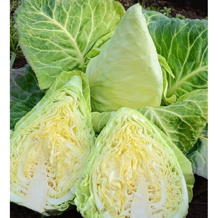 COMBO 2 gói hạt giống cải bắp trái tim xanh