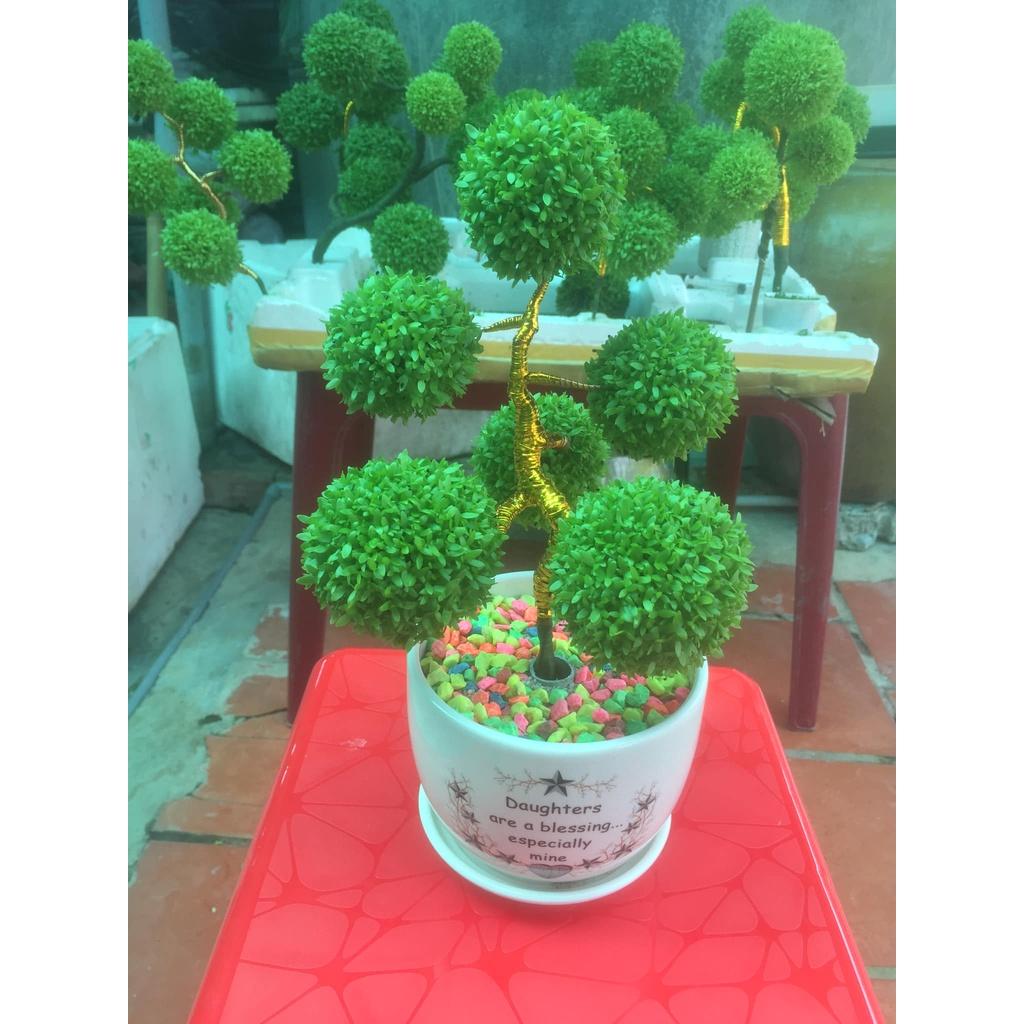 Hạt Giống Cây Cỏ May Mắn KNS3467 - Gói 100 hạt