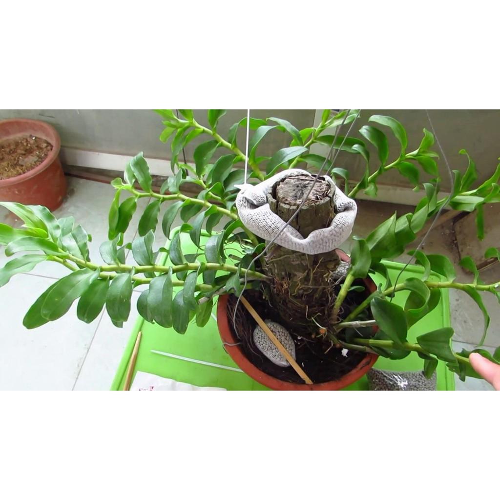 PHÂN TAN CHẬM CHÌ NHẬT BẢN 14-13-13 NHẬP KHẨU GIÁ SỈ 180 NGÀY BÓN 1 LẦN