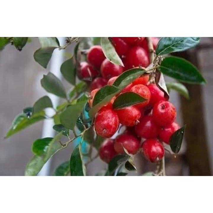 CÂY GIỐNG NHÓT NGỌT CHERRY RA TRÁI SIÊU SỚM (GIỐNG CHUẨN)