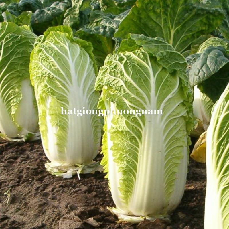 0,5GR - HẠT GIỐNG CẢI THẢO NHẬT