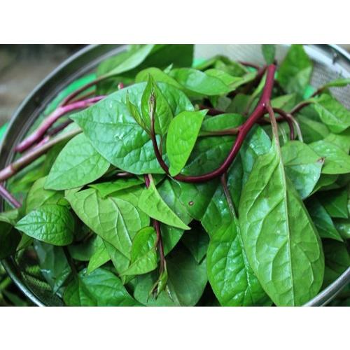 Hạt Giống Rau Mồng Tơi Tím F1 KNS3103 - Gói 3gram