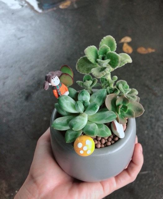 Chậu sen đá tiểu cảnh