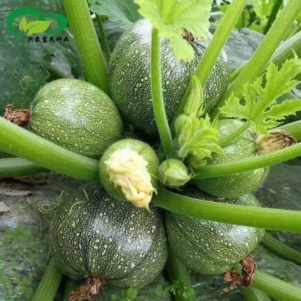 HATJ GIỐNG BÍ NGÒI TRÒN GÓI 20 HẠT
