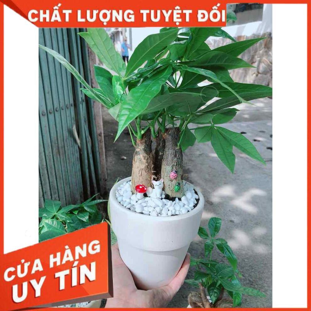 Chậu kim ngân 3 thân Nhiều Người Mua