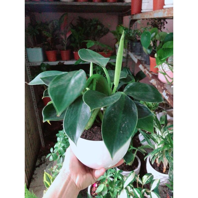 Chậu Cây Trầu Bà Đế Vương