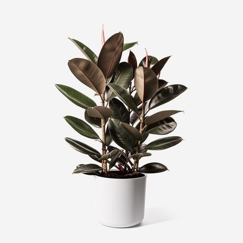 CÂY ĐA BÚP ĐỎ - CHẬU 3 CÂY