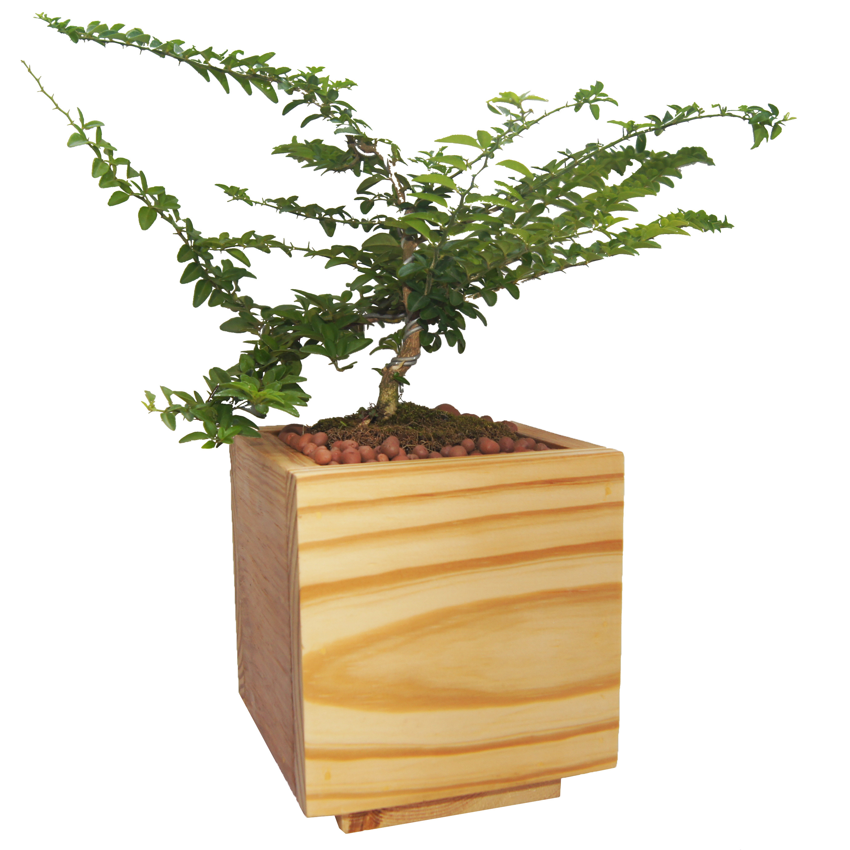 Chậu cây bằng gỗ Hình vuông Đóng thủ công Màu vàng - Kích thước: 13x13cm
