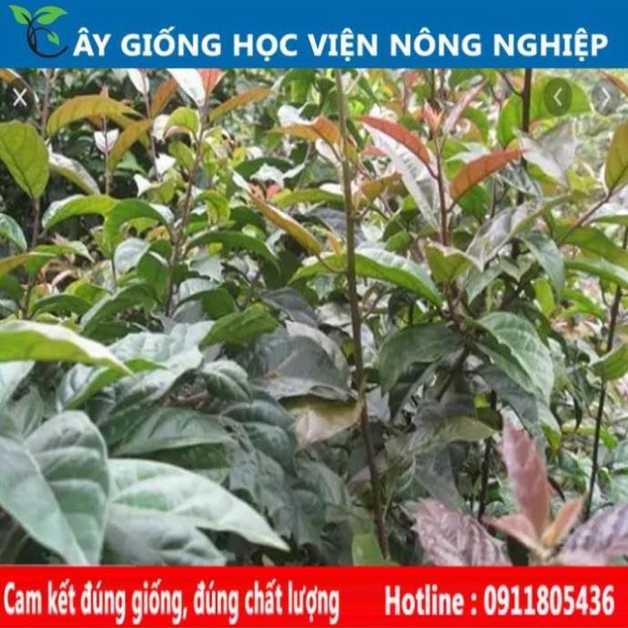 Sản phẩm Cây Ăn Trái cây xạ đen cây giống chuẩn
