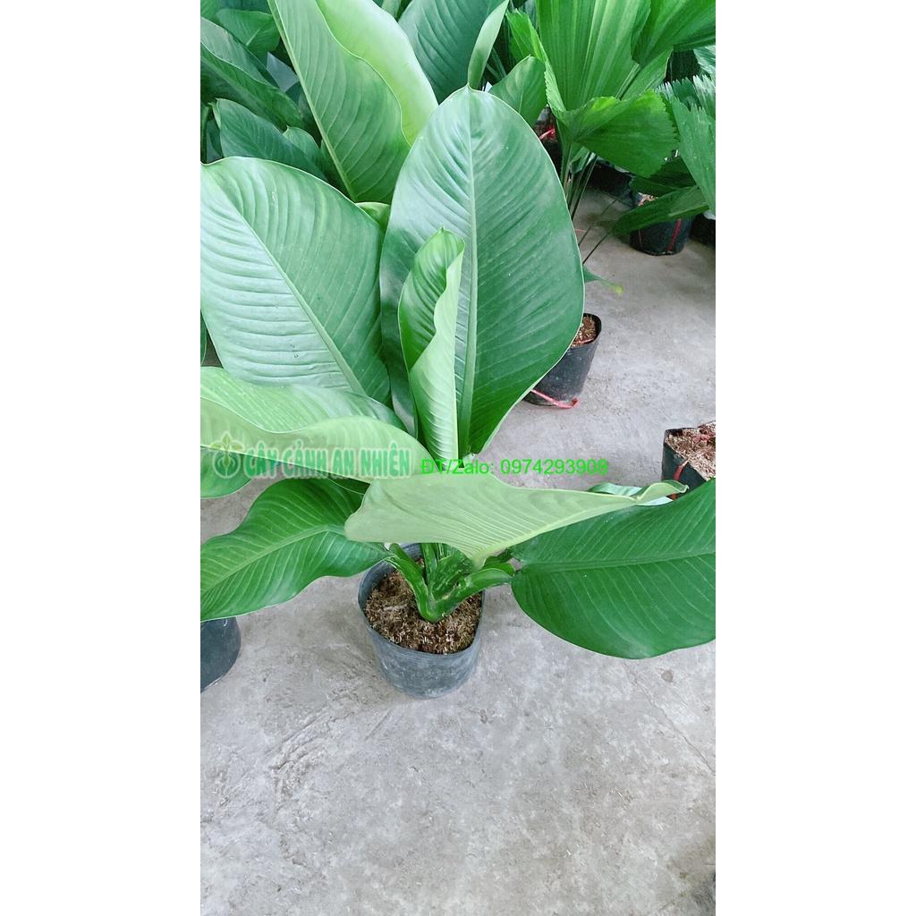 Cây Đại Phú Gia