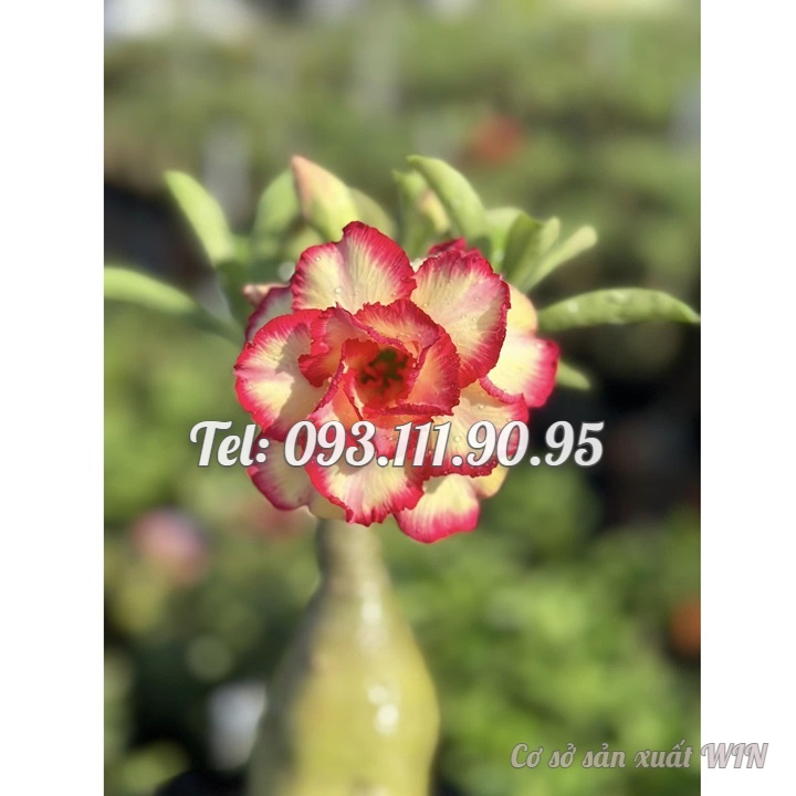Hạt giống hoa sứ Thái Lan ghép hoa vàng viền cánh đỏ Thiên Vương - Bịch 10 hạt – Mã số 1237