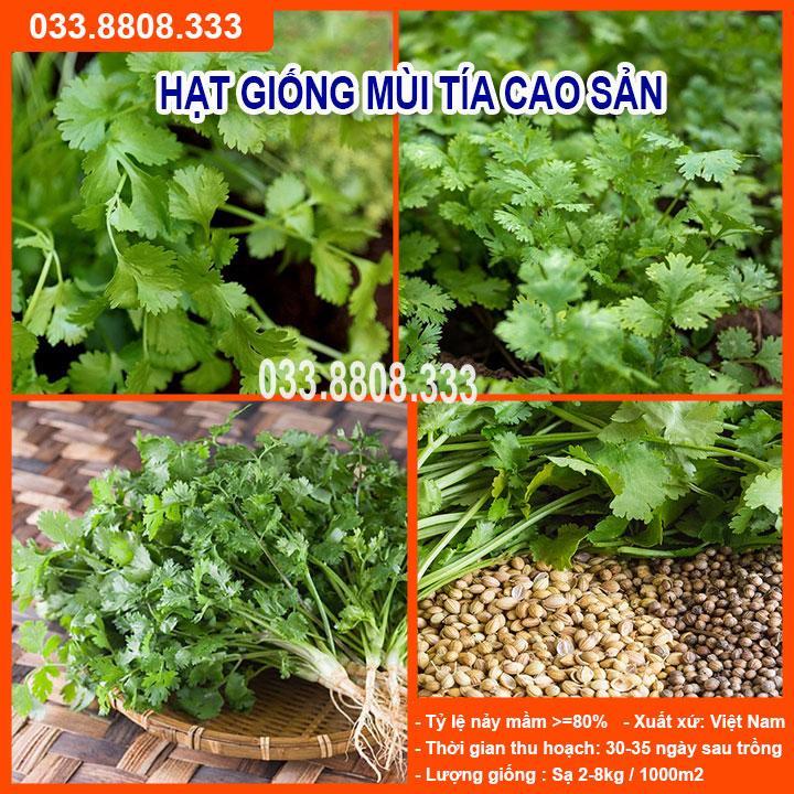 HẠT GIỐNG RAU MÙI TÍA GÓI 20G - NĂNG SUẤT CAO, CỰC DỄ TRỒNG NHANH THU HOẠCH