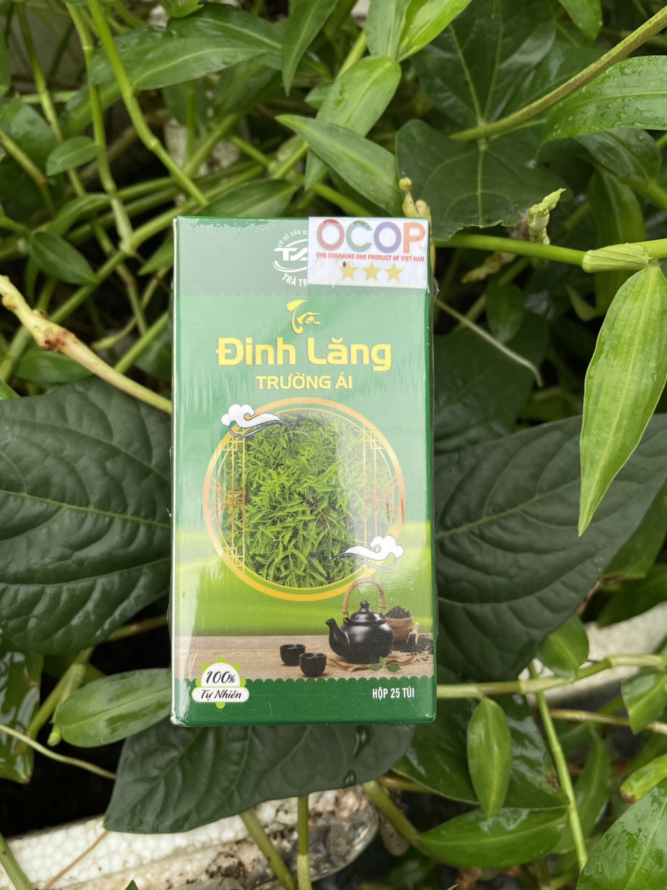 Trà Đinh lăng Trường Ái - Giúp ăn ngon, ngủ ngon, kéo dài tuổi thọ