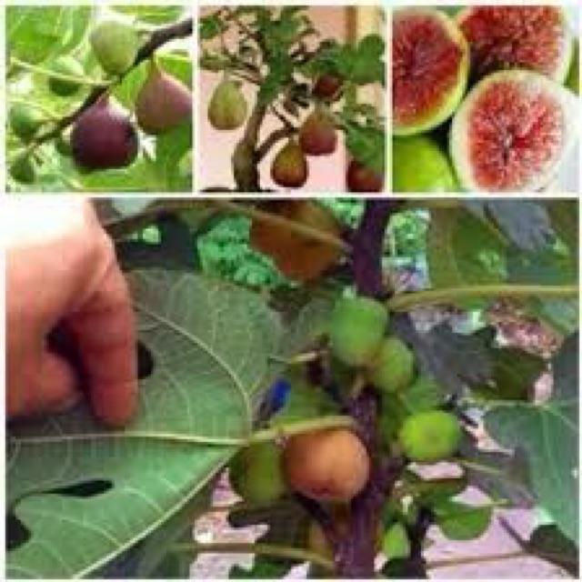 Cây giống sung mỹ