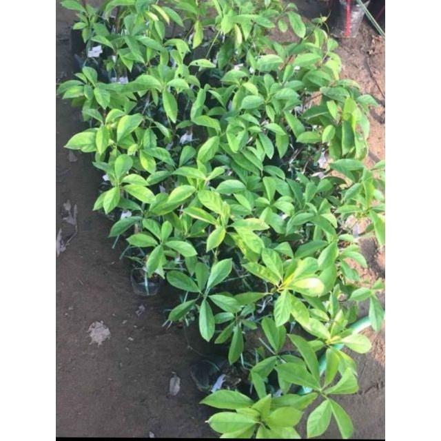 Cây Giống Bòn Bon Thái cam kết chất lượng