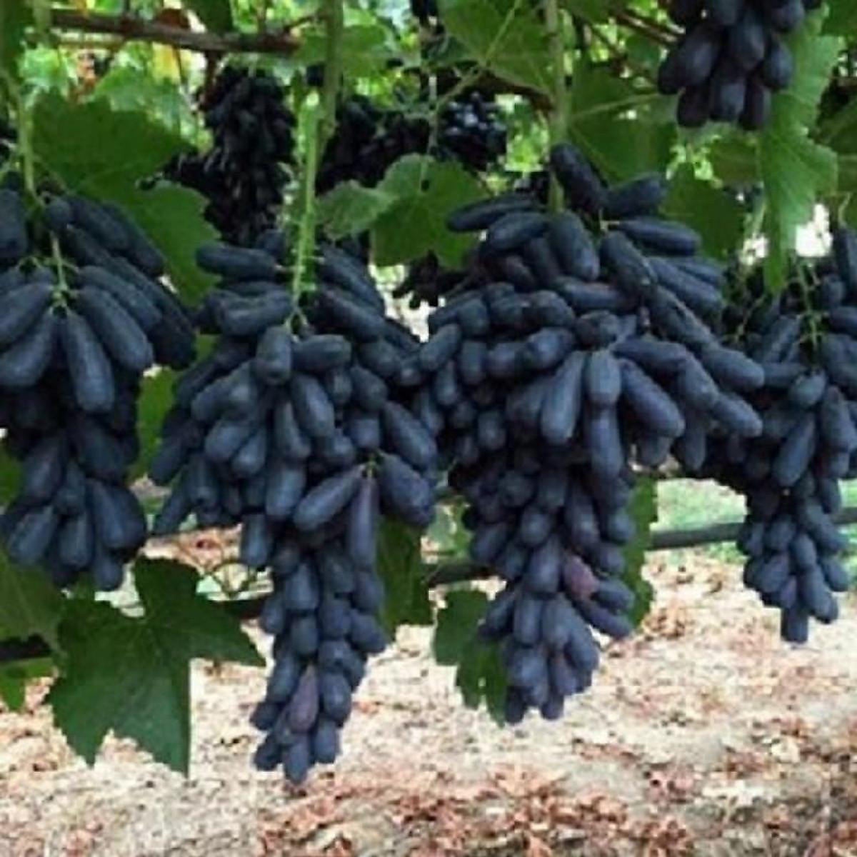 Cây Giống Nho Giống Ngón Tay.