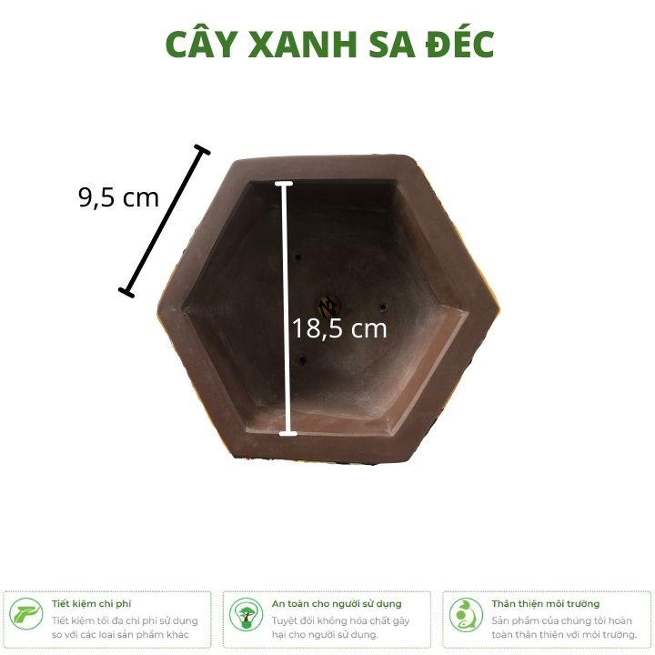 Chậu lục giác mini hoa văn chữ tàu đáy cạn CK12 trang trí nhà, bàn làm việc, bàn học