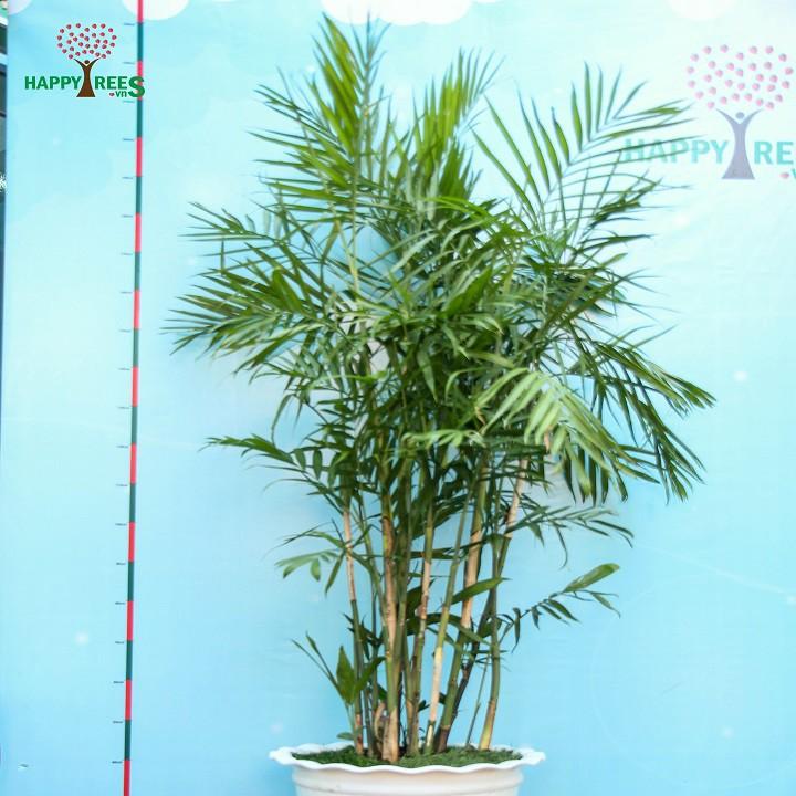 CÂY CAU HAWAI , CÂY NỘI THẤT, CÂY PHONG THỦY MANG LẠI MAY MẮN TÀI LỘC CHO GIA CHỦ