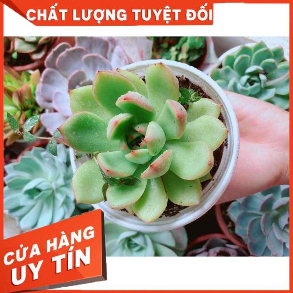 Chậu sen đá viền đỏ Nhiều Người Mua