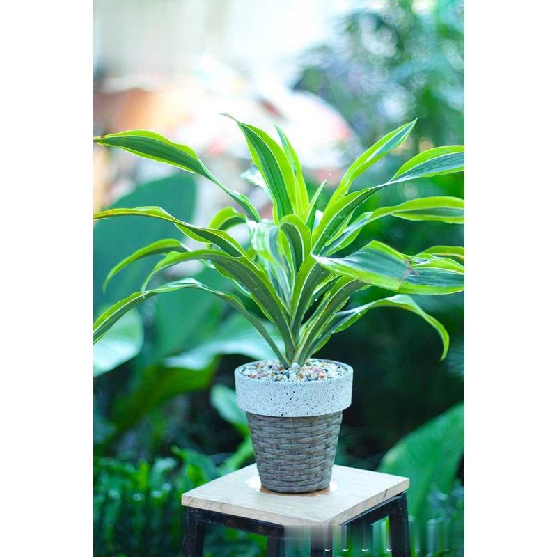 CHẬU CÂY PHÁT TÀI NAM MỸ