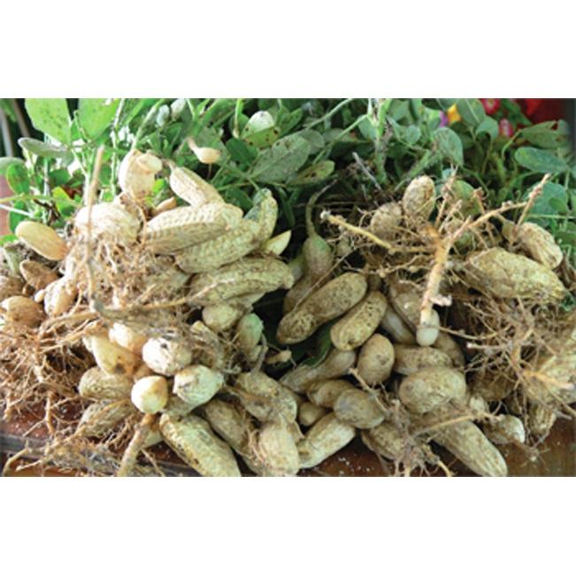 Phân bón Siêu to củ, xuống củ cực mạnh, củ sai, to đều, nặng ký
