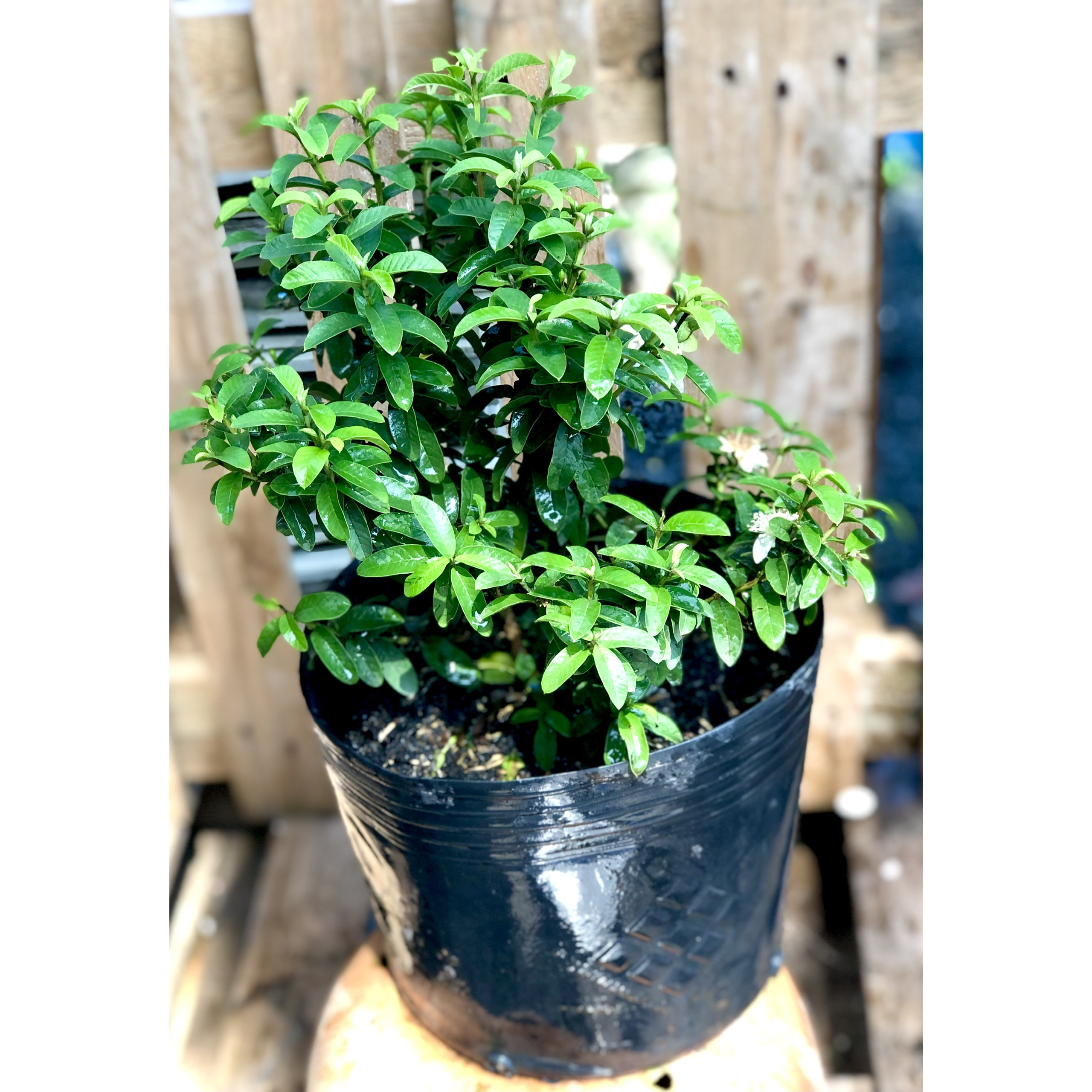 Cây ổi sẽ Nhật đã cho trái cao 40 - 50 cm