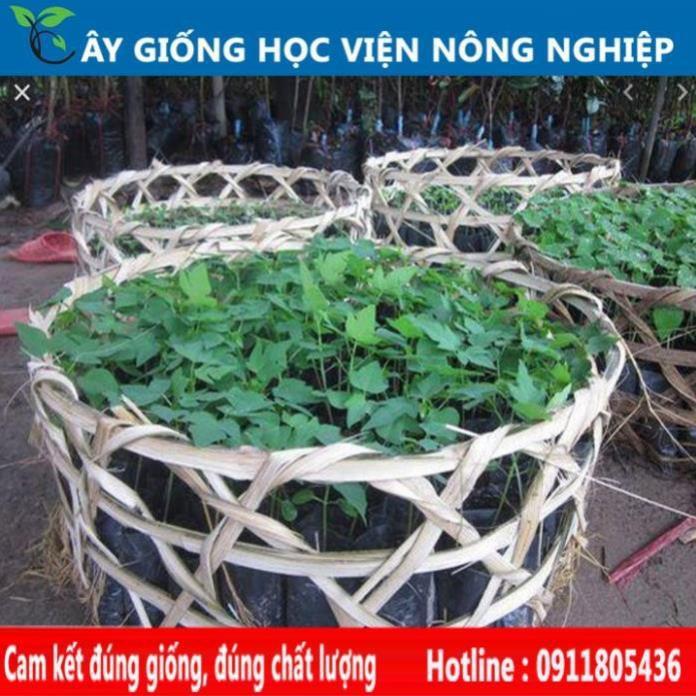 Sản phẩm Cây Ăn Trái cây giống đu đủ thái