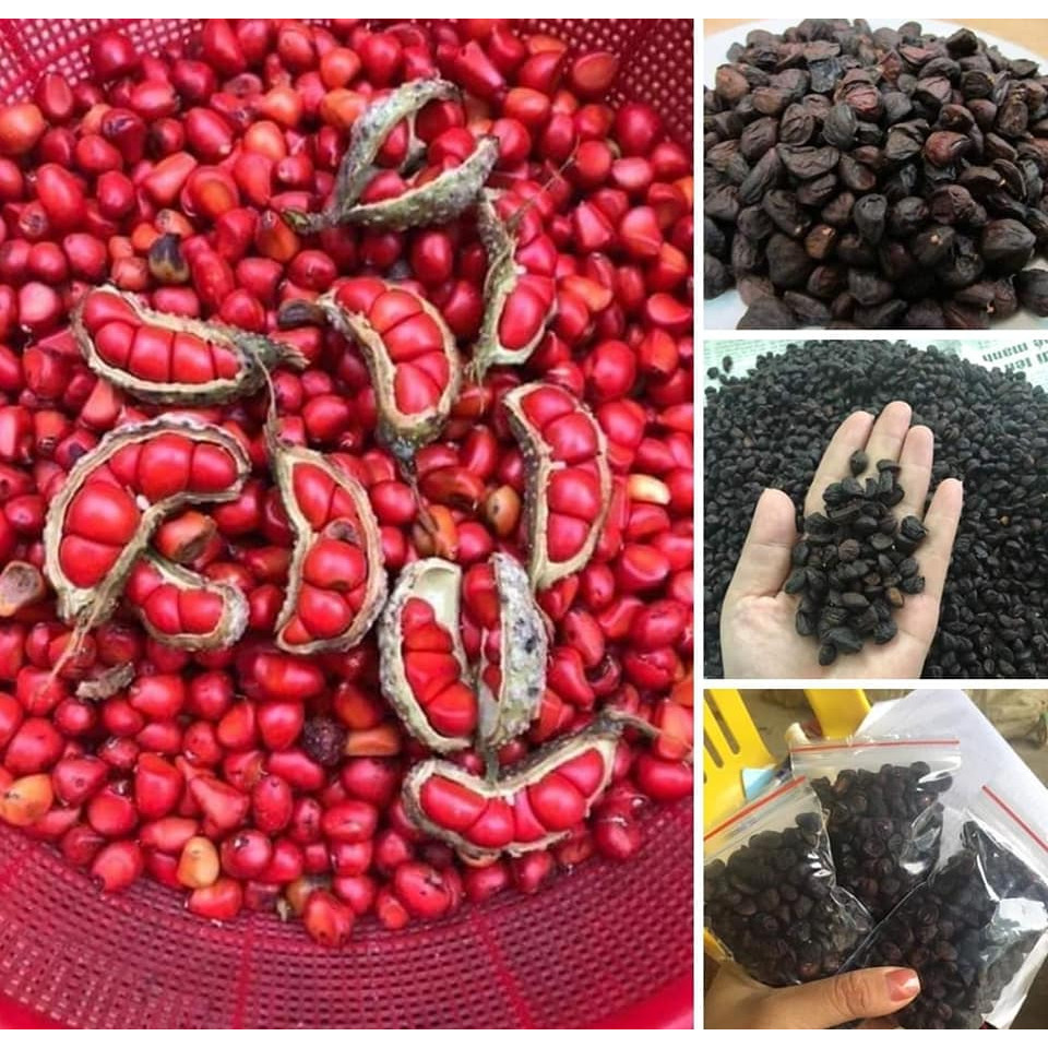 Hạt dổi nếp - Rừng tây bắc