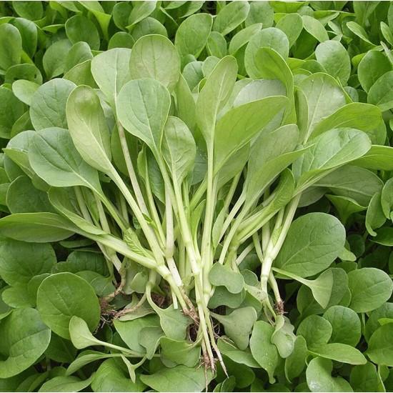 Hạt Giống Cây Rau Cải Ngọt - 20 Gram