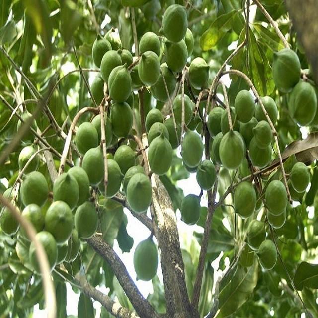 CÂY GIỐNG: CÂY MẮC CA - CAM KẾT GIỐNG CHUẨN