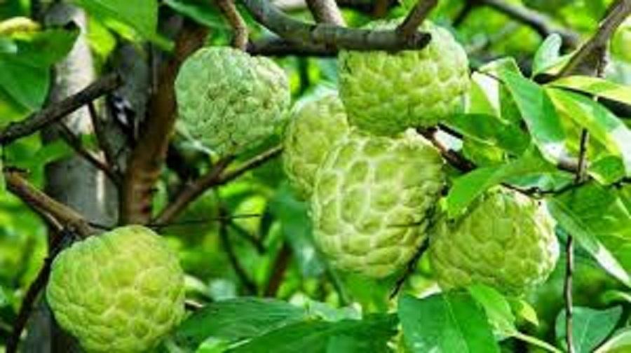 Na thái lan, cây giống na thái lan giống nhập khẩu