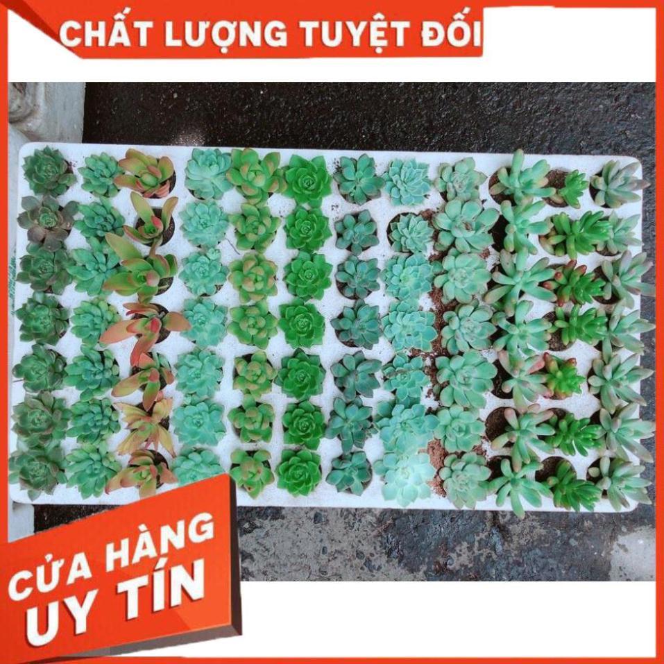 Combo 10 cây sen đá vỉ Nhiều Người Mua