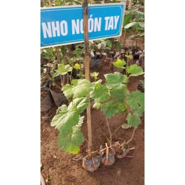 Sản phẩm NHO MÓNG TAY MĨ NỮ