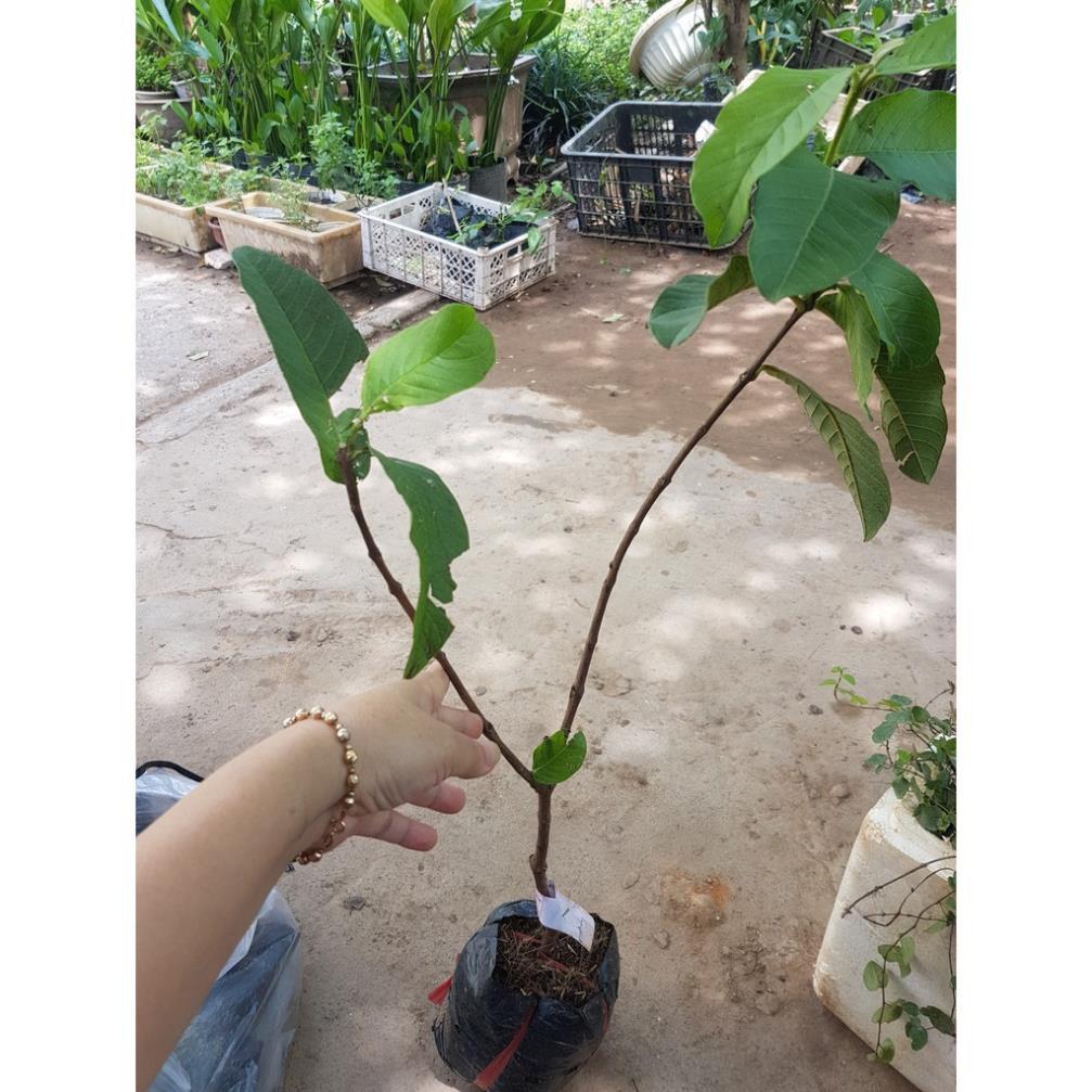 Ổi ruột đỏ đài loan - Cây trong bầu