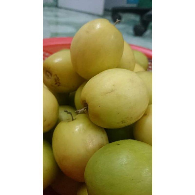 Cây giống táo đào vàng