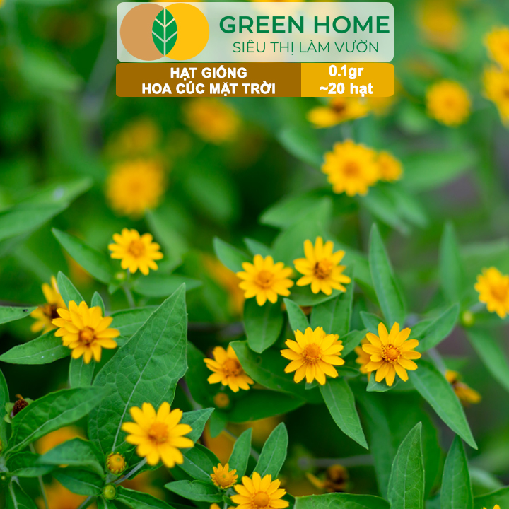 Hạt Giống Hoa Cúc Mặt Trời GreenHome, Gói 0.1g~20 hạt, Dễ Trồng Quanh Năm, Tỷ Lệ Nảy Mầm Cao H15