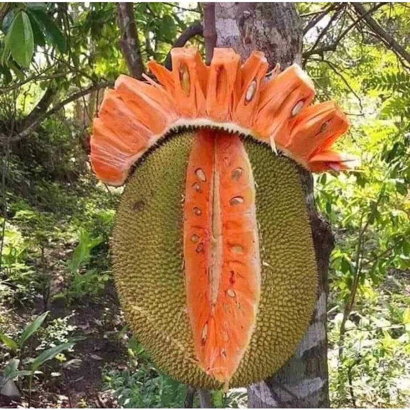 Cây Mít ruột đỏ Indonesia siêu sớm