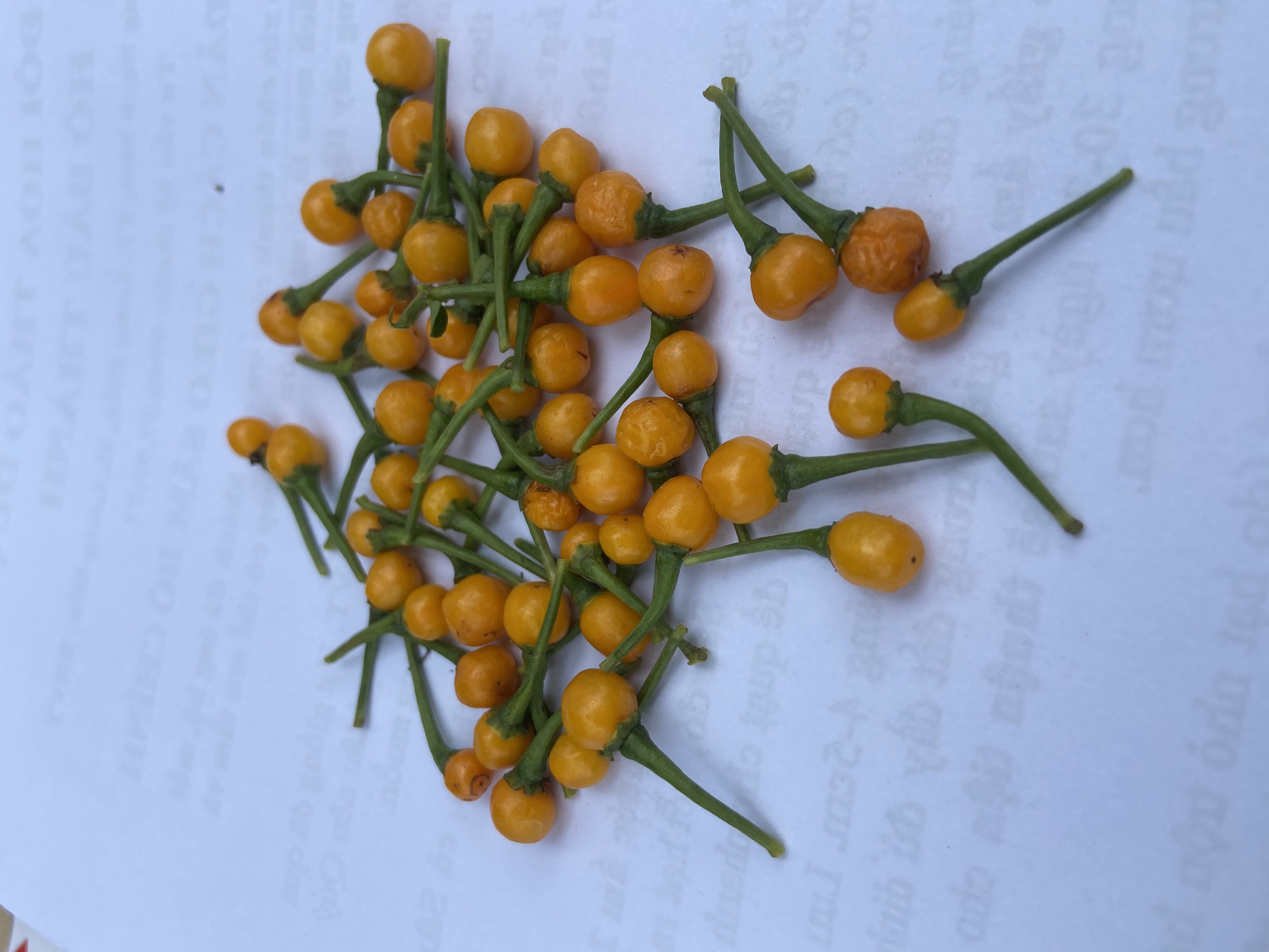 10 hạt giống ớt charapita