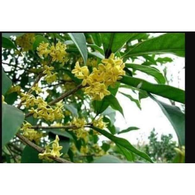 Cây giống Mộc hương