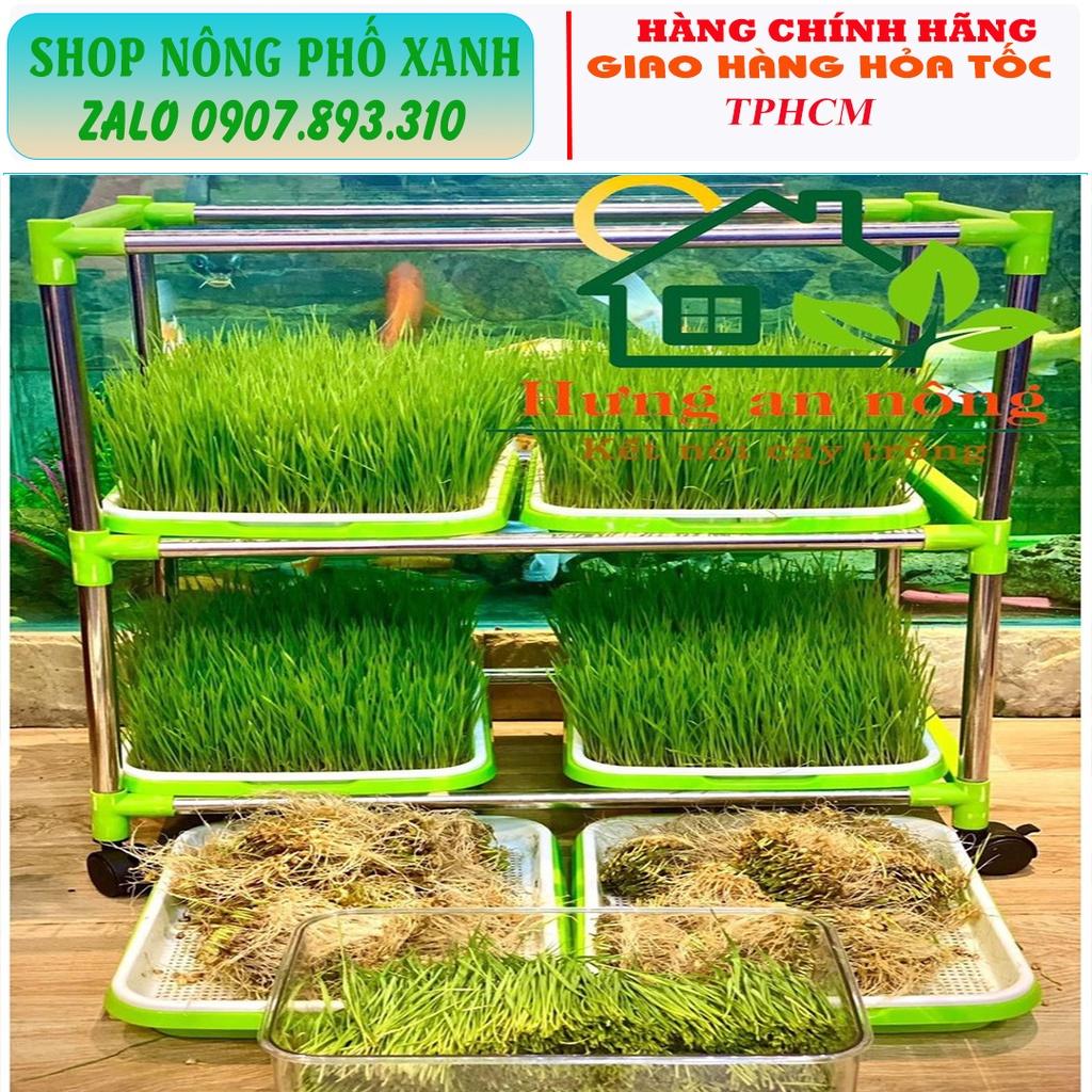 Bộ khay nhựa PP nguyên sinh trồng rau mầm, cỏ lúa mì có 4 màu lựa chọn