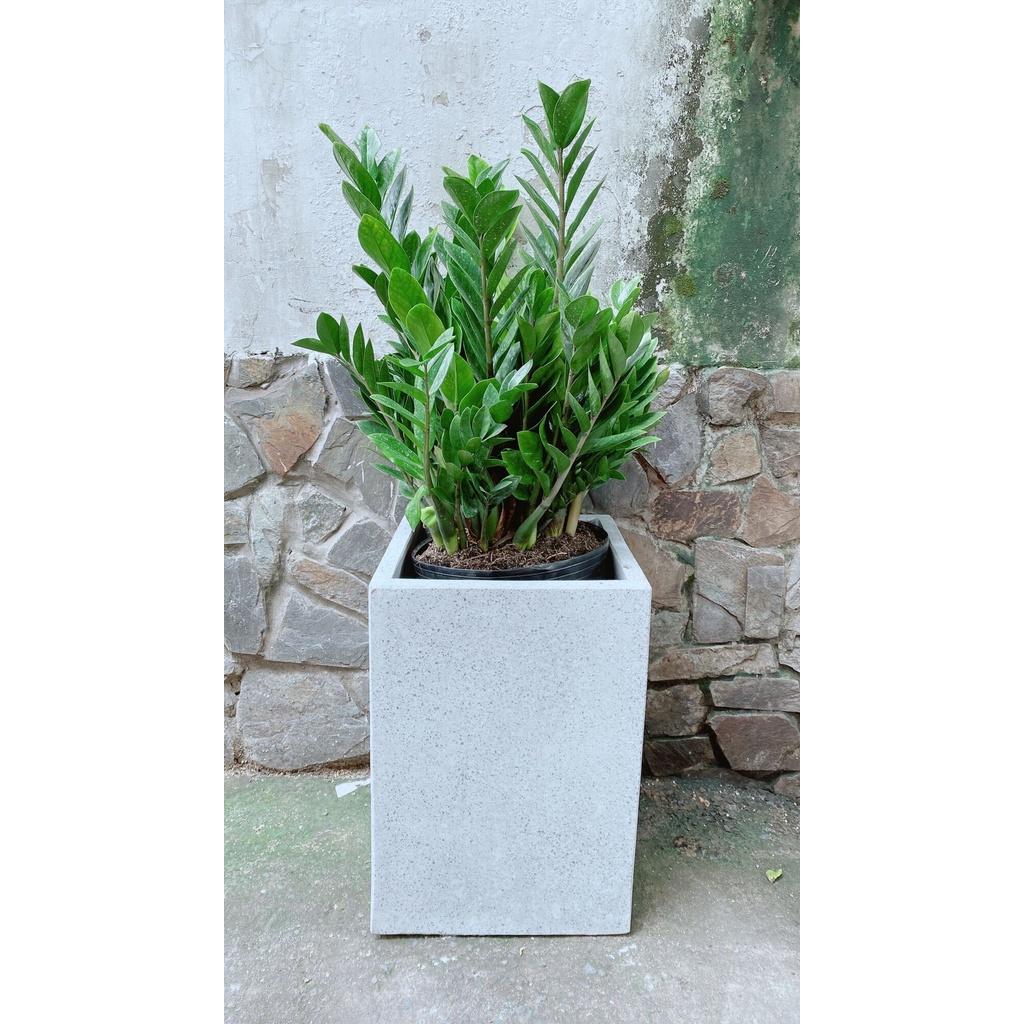 Chậu Cây Kim Tiền Lớn