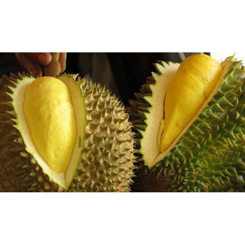 Cây giống sầu riêng ri6